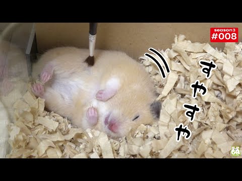 ぬーさまLIFE!!ch - YouTube
