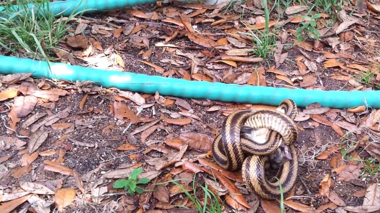 Snakes out fall of trees little that