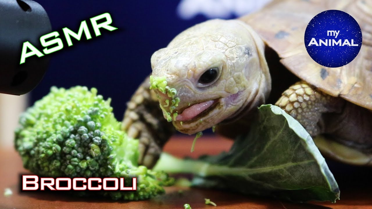 ASMR MUKBANG EATING BROCCOLI 🐢 Turtle Tortoise 1 YouTube