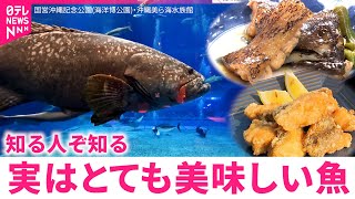 【幻の高級魚】