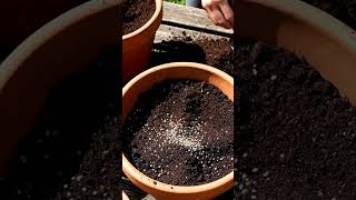 Transforming an Abandoned Rooftop Garden into a Lush Oasis