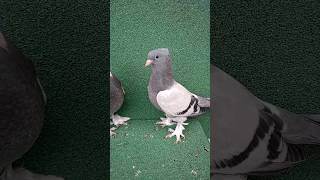 👍ÇOK AZ KALDI ÇOK👍#taklacı #pigeon
