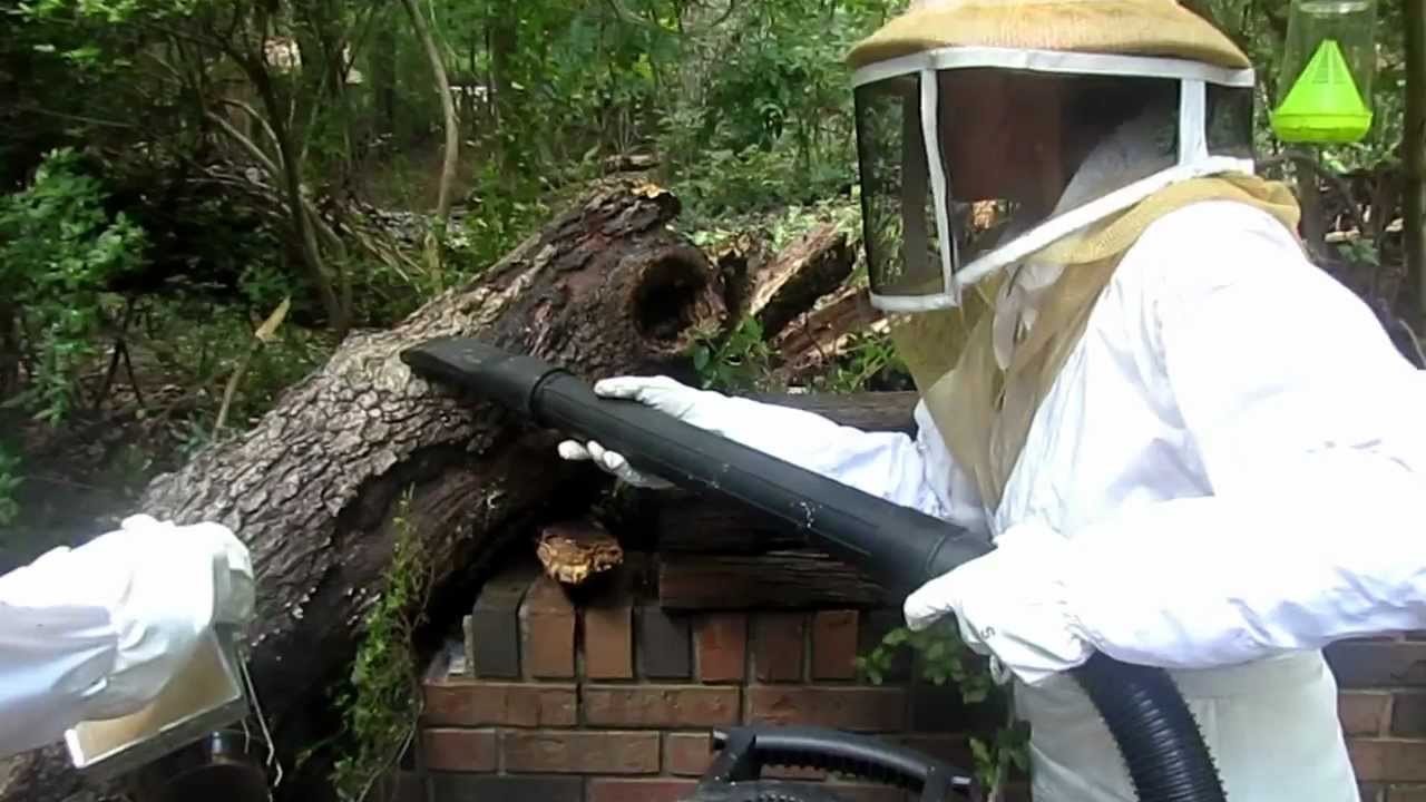 vacuuming up bees in a log YouTube
