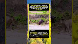 The Final Stand: Lion Pride vs. The Black Death.#Wildlife #LionVsBuffalo #NatureDocumentary
