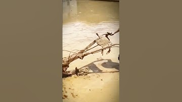 the process of plowing rice fields using a tractor #shorts