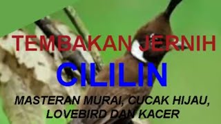 Download Lagu CILILIN SUPER KASAR DAN JERNIH Download Lagu CILILIN SUPER KASAR DAN JERNIH