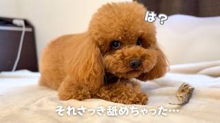 おやつ食べてる犬に「舐めた」事伝えたらブチギレられた【多頭飼い】