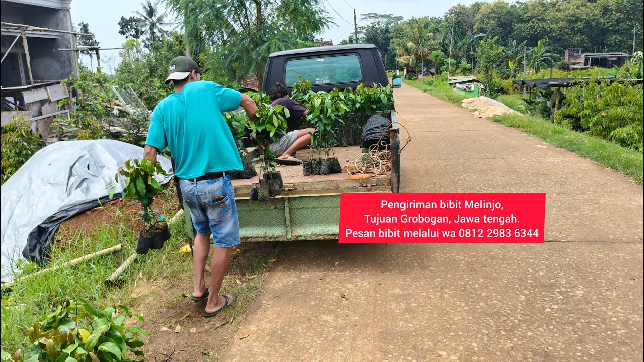 Pengiriman Bibit Melinjo , tujuan Grobogan, jawa tengah
