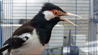 Suara Jalak Suren Gacor Mompa Full Isian Variasi - Pancingan Jalak Suren Gacor Full Isian Mewah