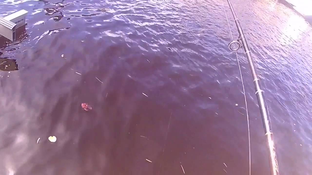 Intercostal Fishing in Deerfield Beach, Florida! New Camera!