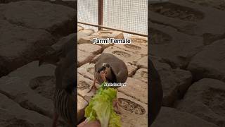 #akchakorfarm #maskatichakor #keklik #maskatichakorkiawaz #chakoorfarming #farmichakor #zarkawaz