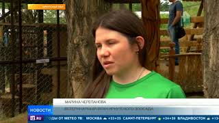 От кота до черепахи: животные предсказывают результаты ЧМ-2018