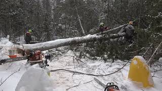 limbing the big leaning cedar and B. S. time....