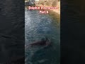 Dolphin Interactions Part 6 of 9 (S2) #somethingworthseeing