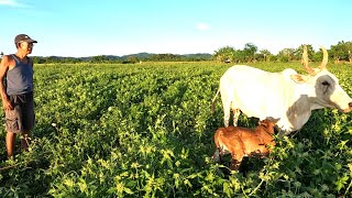 VLOG159_BLESSING PARA KAY TATANG NANGANAK NA. SIMULA NA TAYO MAG TANIM NG GULAY