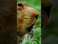 Big-Headed Mole Rat Facts