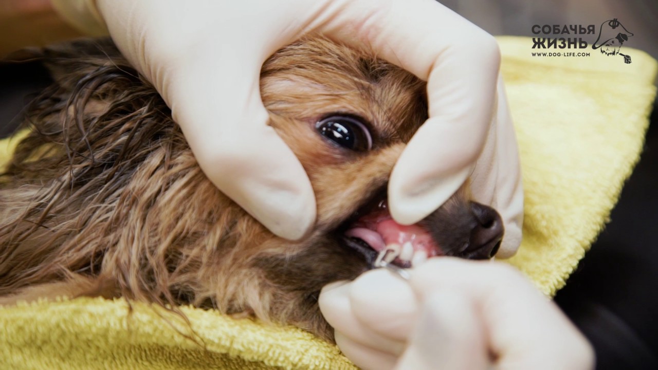 Груминг померанского шпица (стрижка шпица)