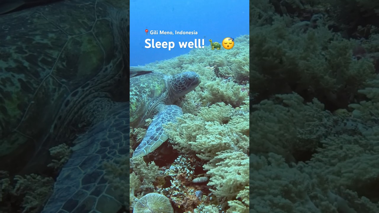 Just a huge turtle sleeping on the reef #shorts #fyp #travel #diving
