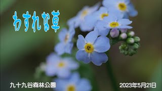 2023/05/21　わすれな草が咲く九十九谷森林公園　喬木村