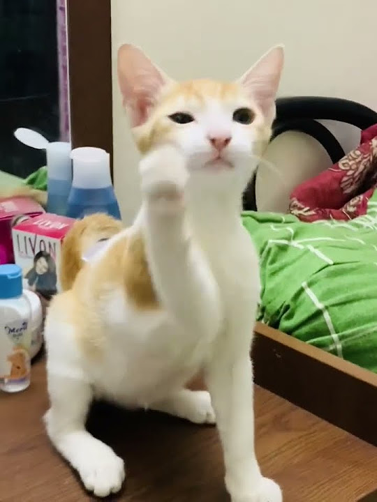 give-me-my-pen-mew-youtube