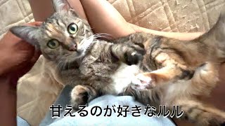 Lulu, a cat who likes her owner by 10 Cats.ᐩ 42,101 views 3 years ago 2 minutes, 55 seconds