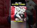愛する子を残して去る母犬の決意