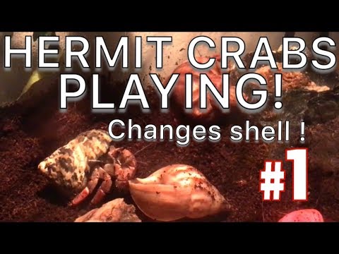 watch-hermit-crabs-play-and-change-shells!!