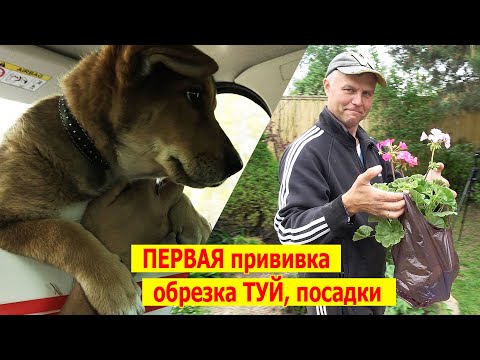 Первая прививка Марты, обрезка туй, посадка однолетников. Майский рабочий Влог.