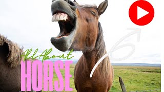 Explore the Wild Life 7 : “Fascinating Facts About Horses - Humanity’s Loyal Companion”