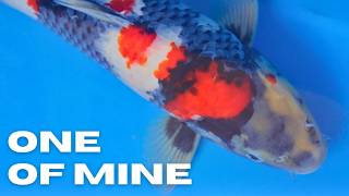 A Rock Star Showa I Bred in Japan | Sunday Night Live Preview | Japanese Koi For Sale