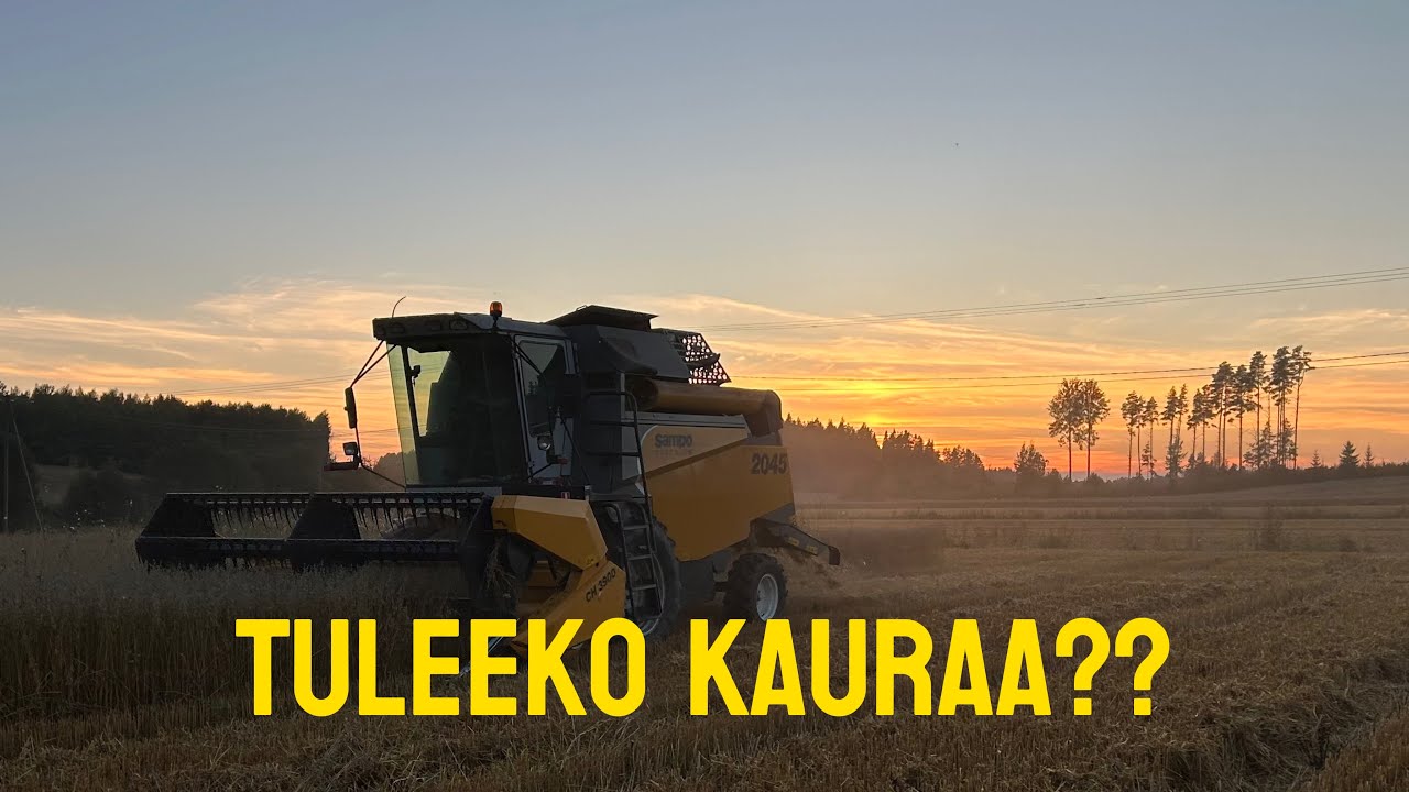 KAURAN PUINTIA/tuleeko kauraa??