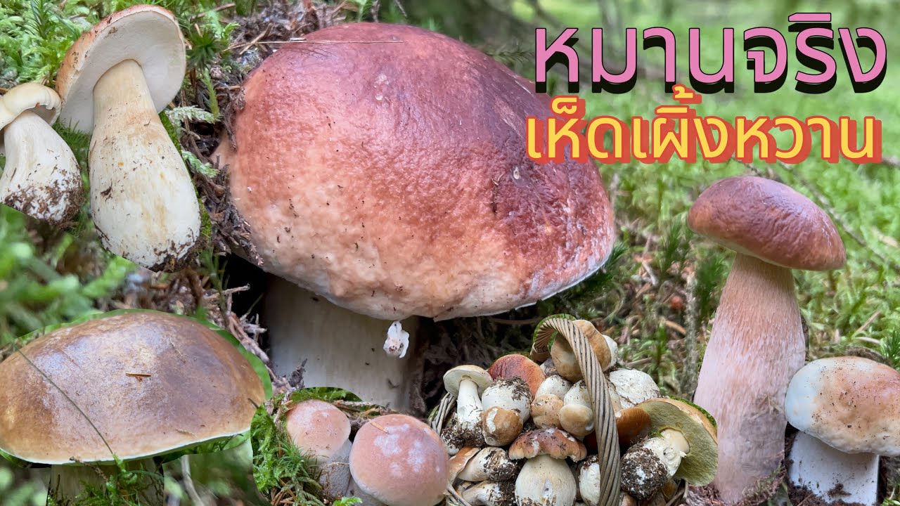 เก็บแบบเพลินๆๆ # อารมณ์ดีเพราะมีเห็ดเยอะ # ร้องเพลงให้เห็ดฟังด้วย # มีเห็ดดอกแปลกๆๆด้วยน่ะ.13/10/25.