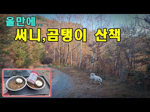 [댕댕이] 올만에 써니,곰탱이 <strong>임도</strong> 산책(산사태로 못갔음)