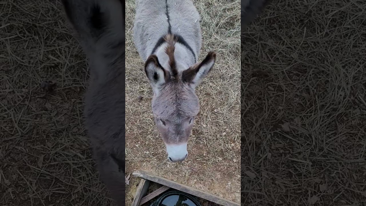 Пони отрывается по полной, как рок-звезда.