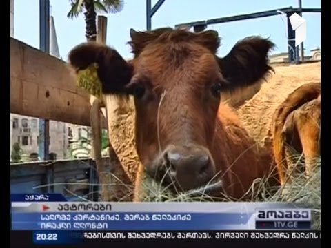 ეკომიგრანტებმა სოციალური პირობები ბათუმის ცენტრში ძროხების ჩამოყვანით გააპროტესტეს