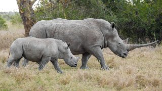 Solio Ranch Safari Park Nashorn- Und Wildtier-Schutzgebiet Kenia 2020 4K-Video