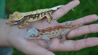 Breeding Crested and Gargoyle Geckos for Dummies!