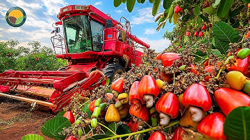 Hoe boeren 3,9 miljoen ton cashewnoten oogsten en op deze manier verwerken | Landbouwdocumentaire