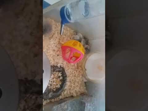  Dekorasi  baru rumah  hamster  ku YouTube