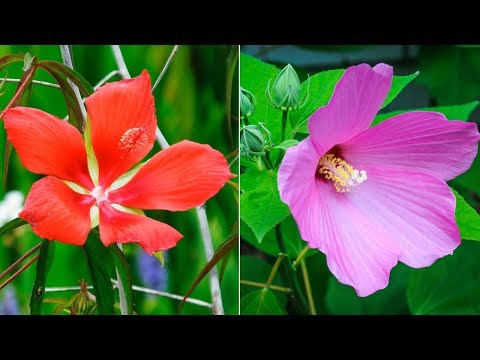 Video: Cuidado del hibisco estrella de Texas - Cómo cultivar plantas de hibisco estrella de Texas