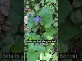Hidden Forest Paths: Exploring Beyond the Broad Ripple Trails
