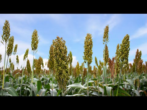 Vídeo: Com es cultiva el sorgo?