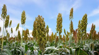 El Cultivo de Sorgo - Paso a Paso