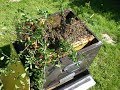 Apiculture 3 essaims rcuprs en 1 aprs midi