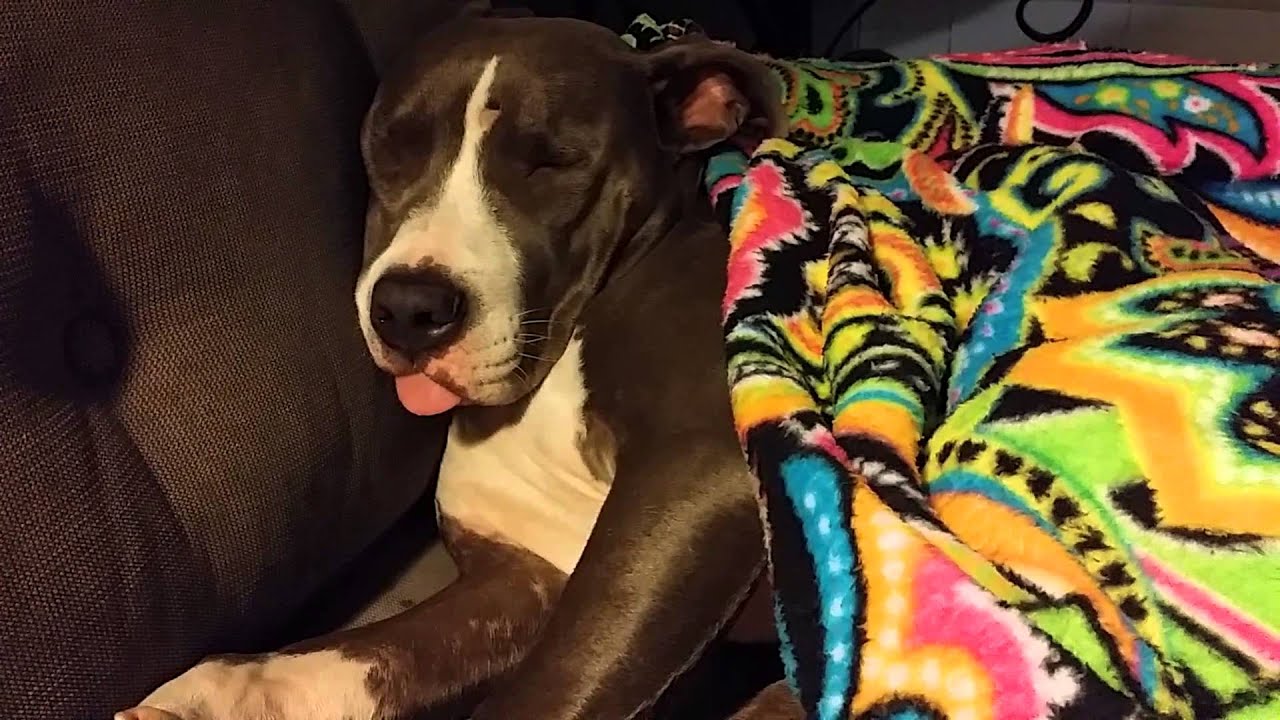 My Pit Bull Sleeps Weird... YouTube