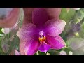 Свежие орхидеи к празднику в Леруа Мерлен.  Литл Флеш, Пикачу .. море сортовых орхидей !! )))