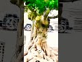 billion bonsai exhibition. #bonsai #bonsaitree #marinemystery #planetebonsai