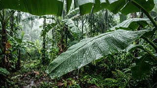 Rain Dripping on Banana Leaves 🌿 Peaceful Tropical Ambience for Sleep