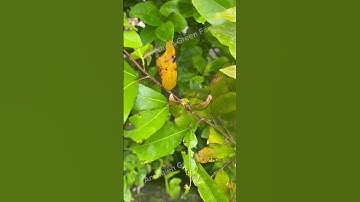 Đồng Xanh Nano Kẽm Copper Viral hết lo bệnh khuẩn, giúp lá xanh dày #annhiengreenfarm #copperviral