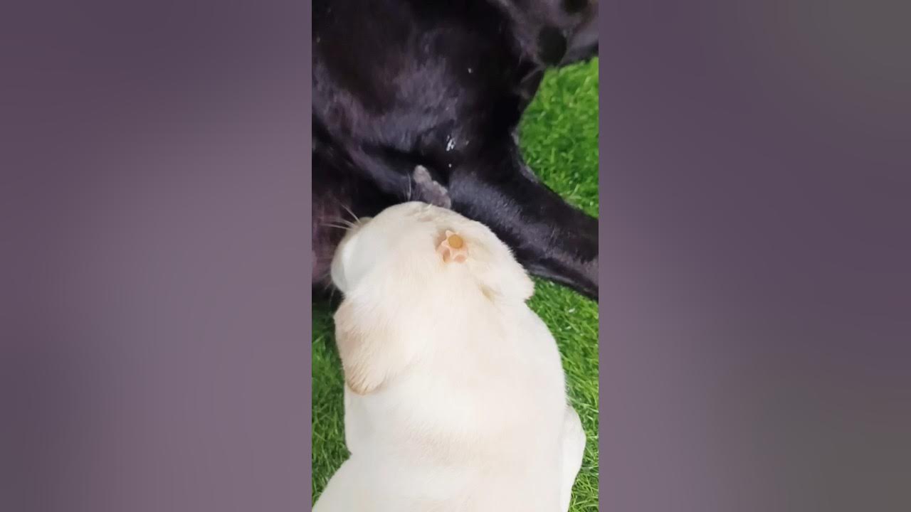 treat-is-on-puppy-s-head-shorts-short-viral-youtubeshorts-trending